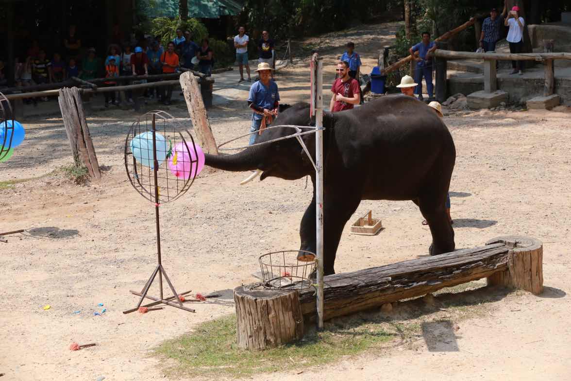 105 นายกสมาคมภริยาฯ นำคณะกรรมการสมาคมฯและผู้ร่วมโครงการ "สานรัก สานฝัน รางวัลแด่น้อง" เข้าเยี่ยมชมปางช้าง เชียงใหม่