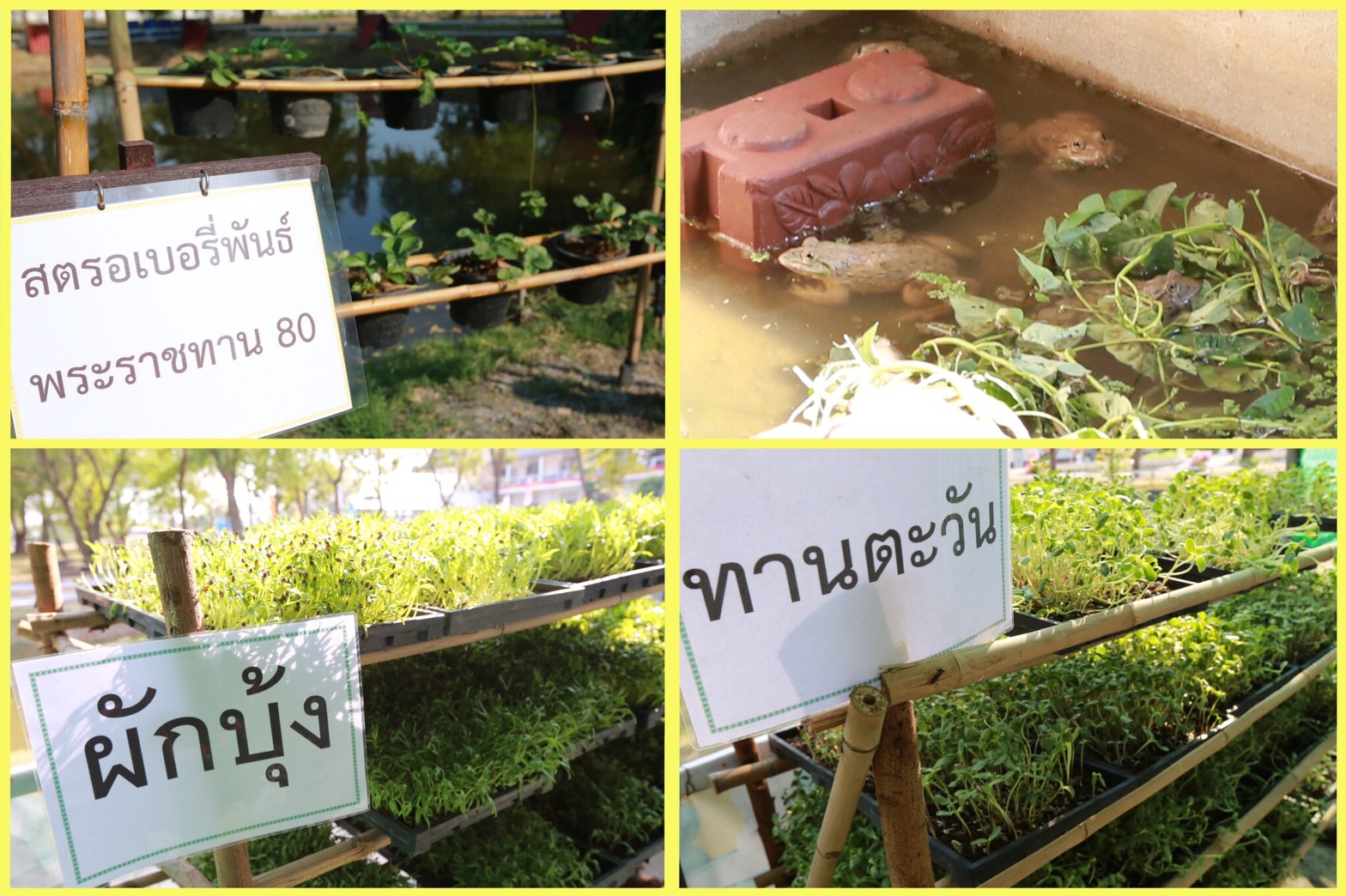 034 เมื่อวันที่ 31 มกราคม 2560 นายกสมาคมภริยาฯ พร้อมด้วยคณะกรรมการสมาคมฯ เดินทางไปตรวจเยี่ยมและติดตามการดำเนินงาน โครงการบริหารจัดการขยะรักษาสิ่งแวดล้อม โครงการศูนย์ส่งเสริมการเรียนรู้ โครงการครอบครัวพอเพียงและโครงการสายใยรักษ์:เพื่อคนพิเศษ ณ ค่ายจิรวิชิตสงคราม จ.ลพบุรี